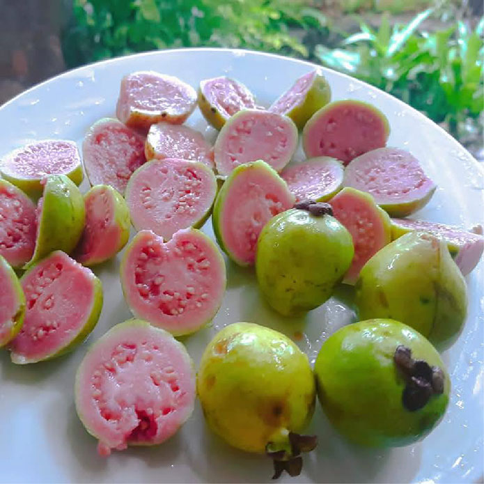 pink-guava-fruit2FIN